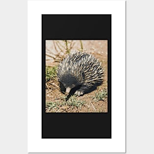 Australian Echidna 3 Posters and Art